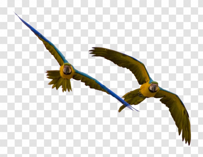 Parrot Bebop 2 Bird Macaw - Kite Transparent PNG
