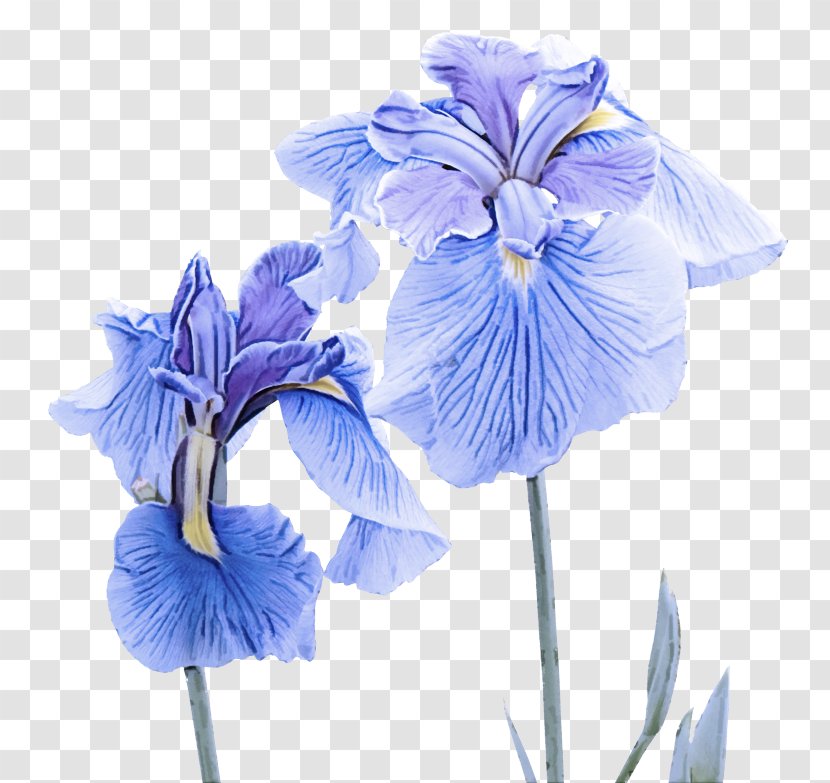 Flowering Plant Blue Flower Petal - Iris - Family Cut Flowers Transparent PNG
