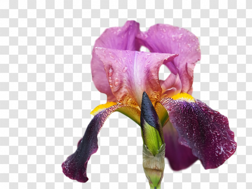 Cut Flowers Petal Cattleya Orchids Flower Transparent PNG