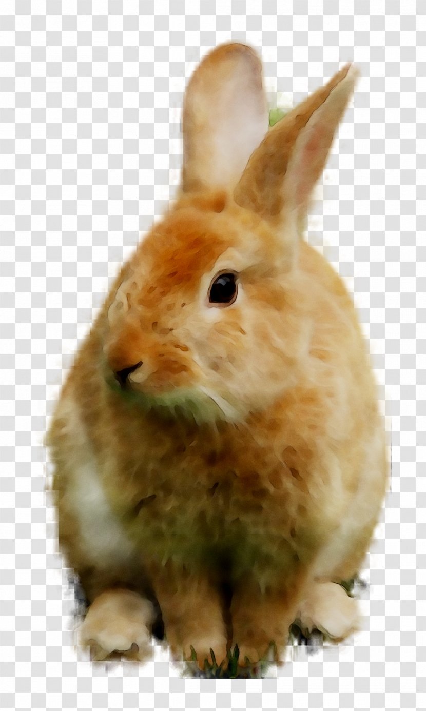 Domestic Rabbit Hare Whiskers Fauna - Vertebrate Transparent PNG