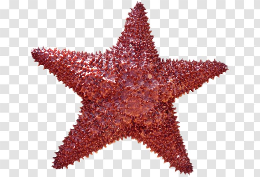 Symmetry In Biology Definition Shape Organism - Starfish Transparent PNG