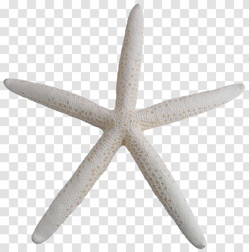 Starfish - Life - Design Transparent PNG