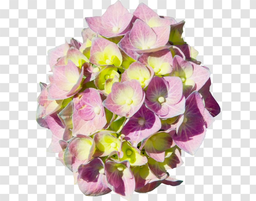 Hydrangea Floral Design Cut Flowers Flower Bouquet - Purple Transparent PNG