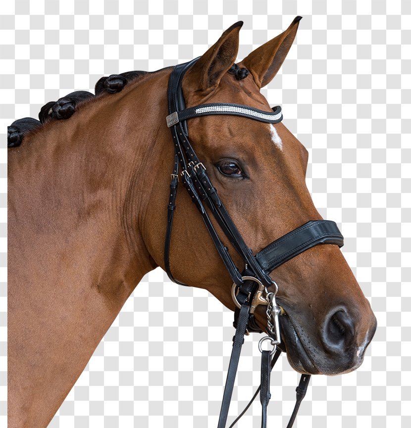 Horse Bridle Halter Saddle Rein - Impulsion Transparent PNG