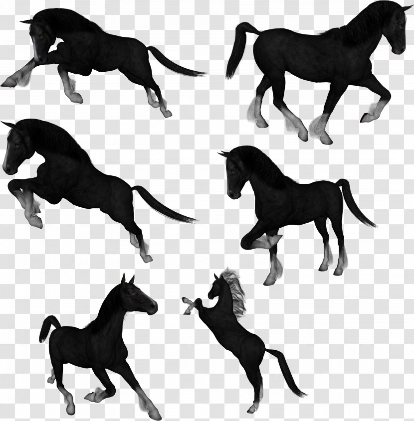 Mustang Drawing Akhal-Teke Clip Art - Horse - Horses Transparent PNG