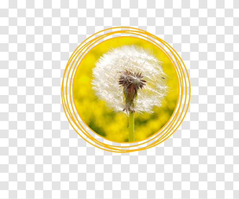 Honey Bee Common Dandelion Seed Pollen Liver - Flower - Jesus Quintana Transparent PNG