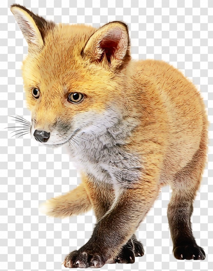 Red Fox Dhole Kit Painting - Snout - Fawn Fur Transparent PNG