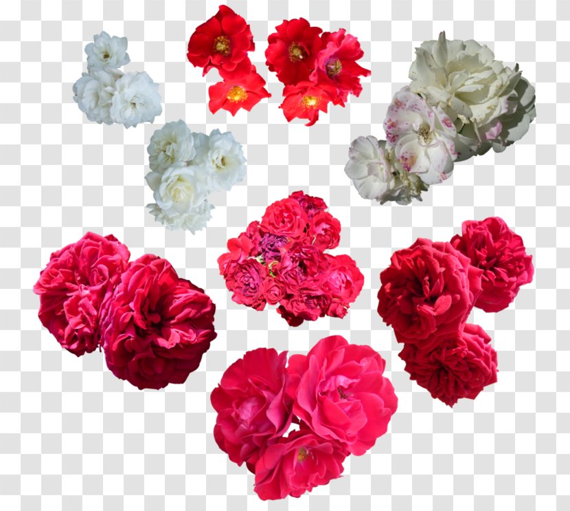 Garden Roses Flower Cabbage Rose Petal - Magenta Transparent PNG