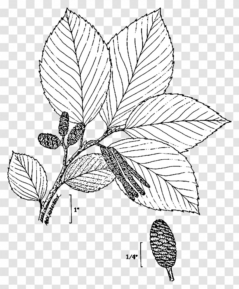 Plant Alnus Glutinosa Incana Rugosa Tree Rhombifolia - Invertebrate - Doodle Transparent PNG