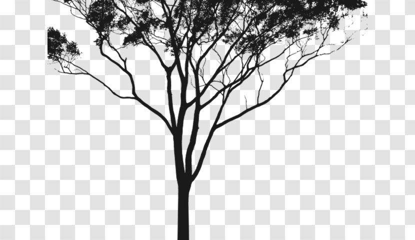 Gum Trees Clip Art Silhouette - Drawing Of Australia Eucalyptus Transparent PNG