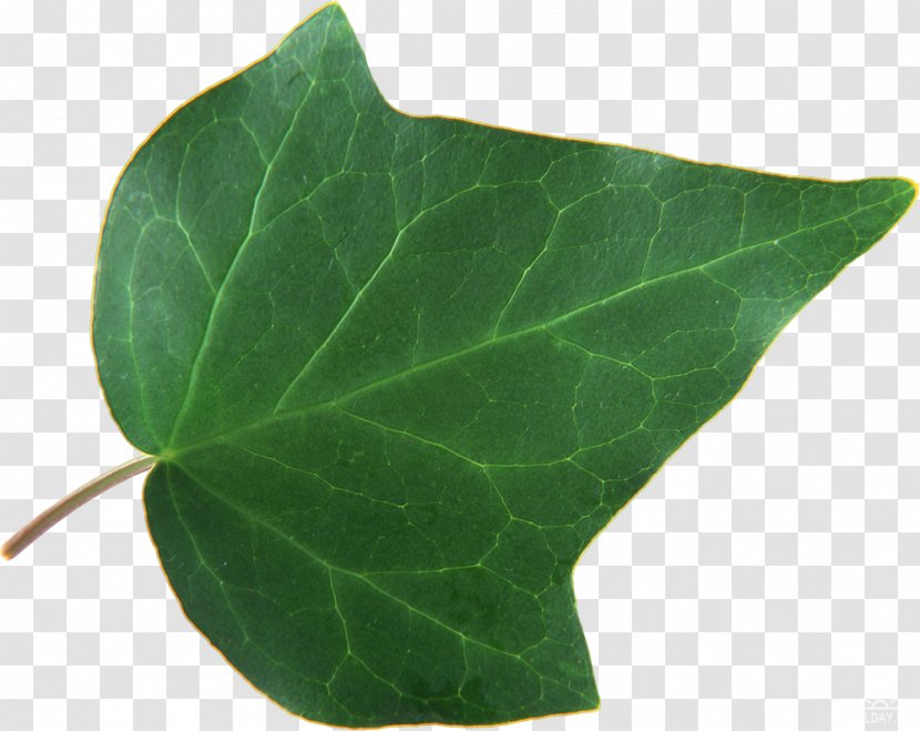 Leaf RAR Archive File Website - Ivy Transparent PNG