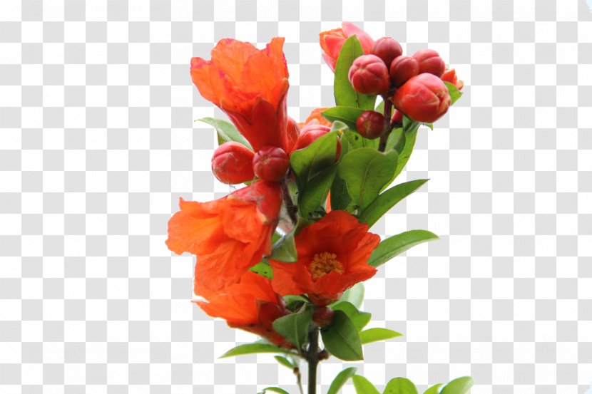 Pomegranate Juice Red Drink Flower - Bouquet - A Transparent PNG