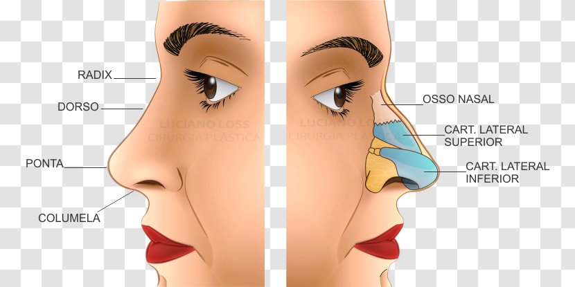 Nose Human Anatomy Rhinoplasty Body - Chin - Span And Div Transparent PNG