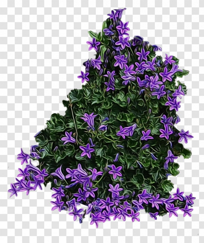 Flower Flowering Plant Purple Violet - Buddleia Melastome Family Transparent PNG