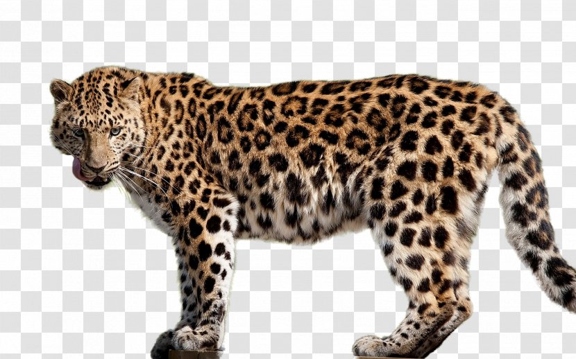 Amur Leopard Felidae Cheetah Jaguar - Cat Transparent PNG