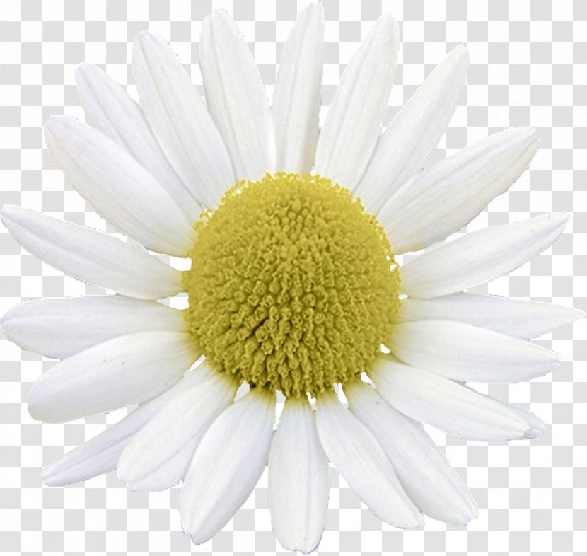 Common Daisy Oxeye Argyranthemum Frutescens Chrysanthemum Roman Chamomile - Chamaemelum Nobile Transparent PNG