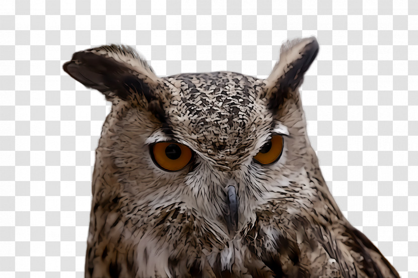 Owl Bird Western Screech Owl Bird Of Prey Eastern Screech Owl Transparent PNG