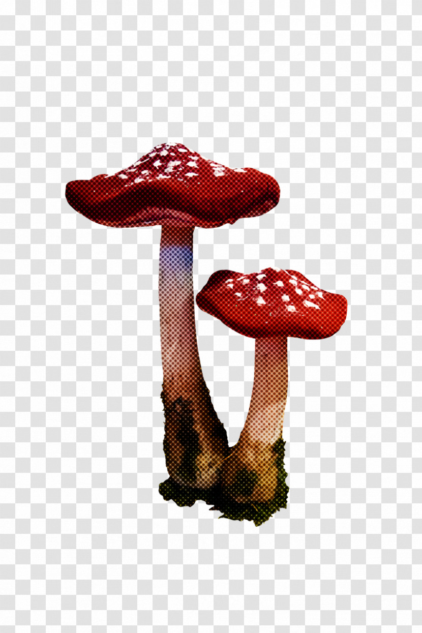Medicine Medicinal Fungi Fungus Agaricus Bisporus Shoe Transparent PNG