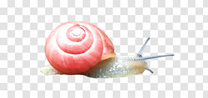 Snail Slime Escargot - A Transparent PNG