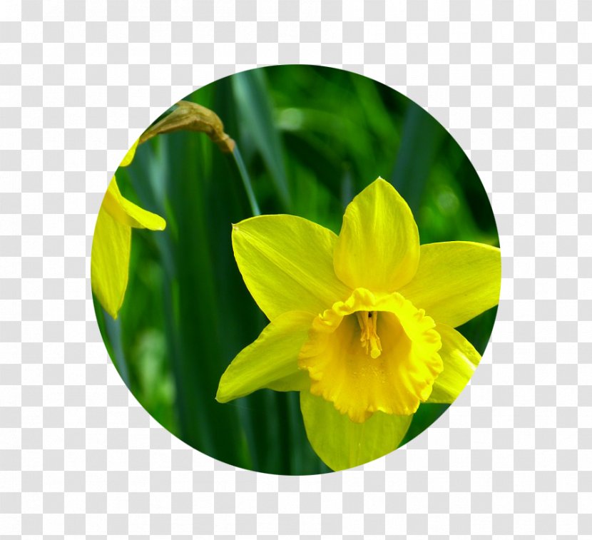 Narcissus Pseudonarcissus Flower Embryophyta Yellow - Daffodil Transparent PNG