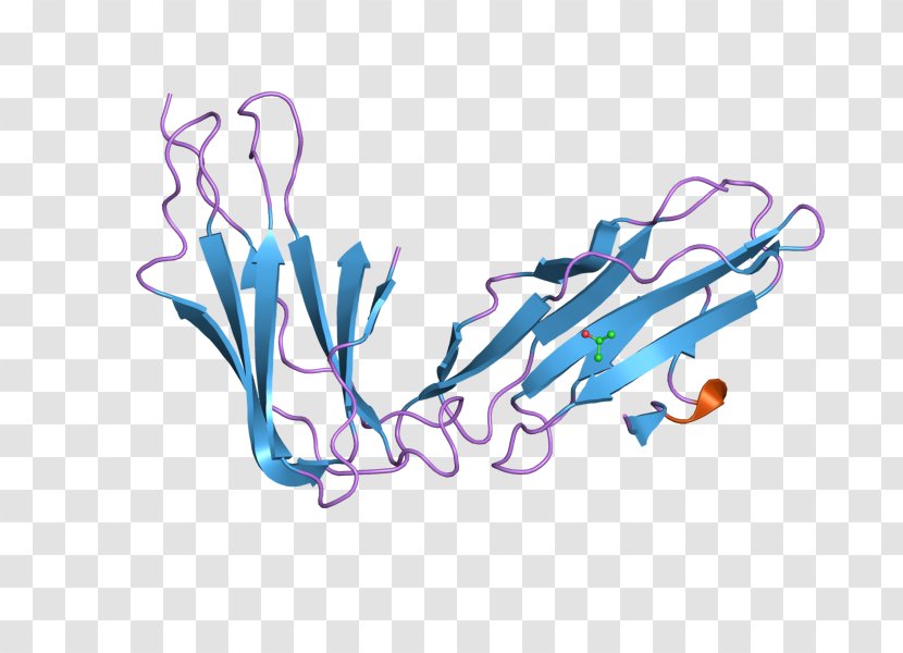 Lilrb2 Leukocyte Immunoglobulin-like Receptors Protein Receptor, Subfamily B (with TM And ITIM Domains), Member 2 - Art - Branch Transparent PNG