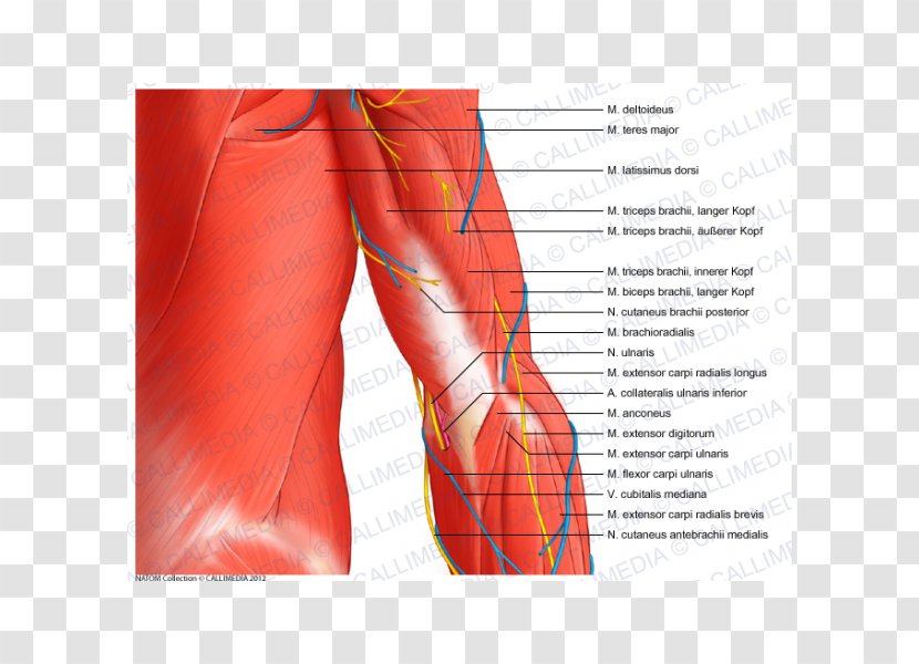 Elbow Coronal Plane Ulnar Nerve Muscle Anatomy - Frame - Tree Transparent PNG