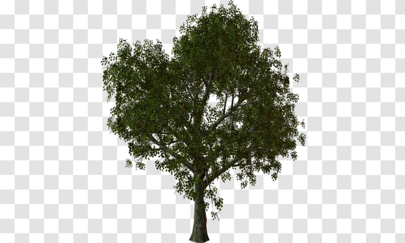 Architecture Rendering - Plant - Tree Transparent PNG