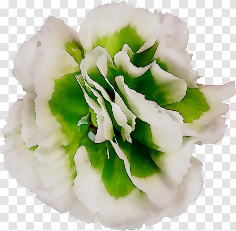 Cut Flowers Family M Invest D.o.o. P!nk - Petal - Plant Transparent PNG