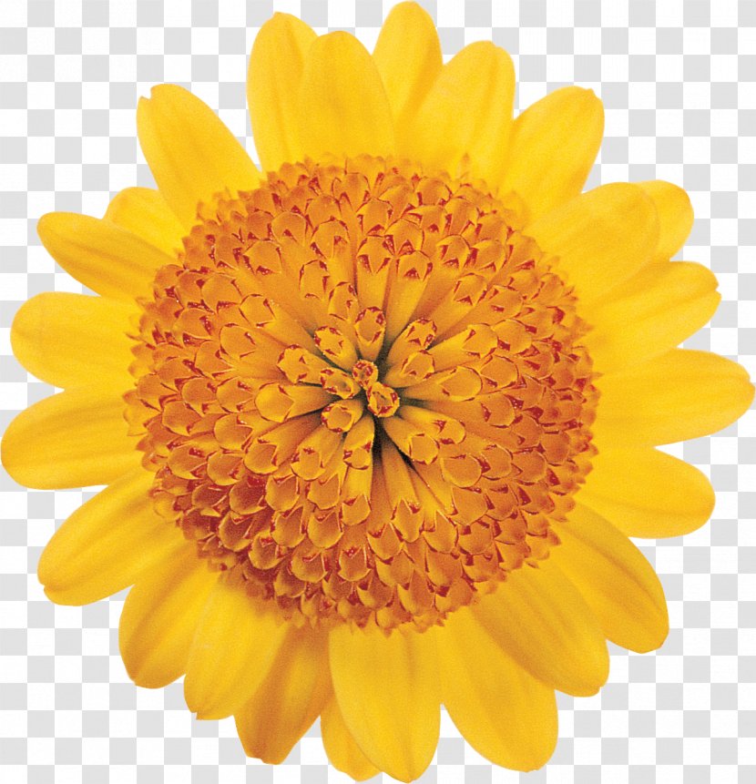 Transvaal Daisy Flower Stock Photography Petal Color - Common Sunflower - Dahlia Transparent PNG
