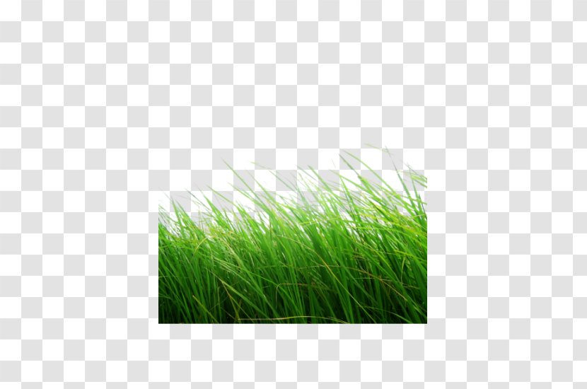 Lawn Clip Art - Highdefinition Television - Grass Transparent PNG