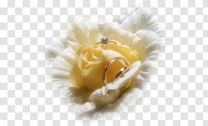 Wedding Ring Engagement Bride - Love Transparent PNG