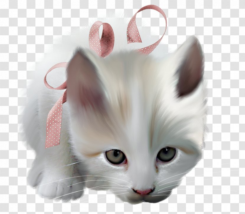Whiskers Kitten Turkish Van Pink Cat Domestic Short-haired - Animal Transparent PNG