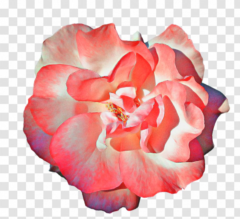 Pink Flower Cartoon - Perennial Plant - Japanese Camellia Transparent PNG