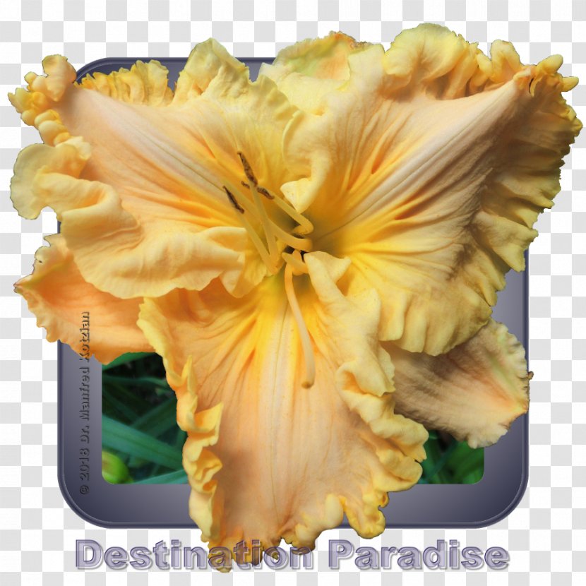 Flower Daylily Iris Family Petal 0 - Tetraploidia Transparent PNG