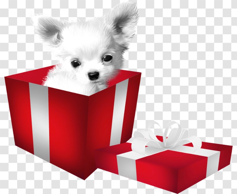 Pomeranian Puppy Companion Dog Breed - Toys Transparent PNG