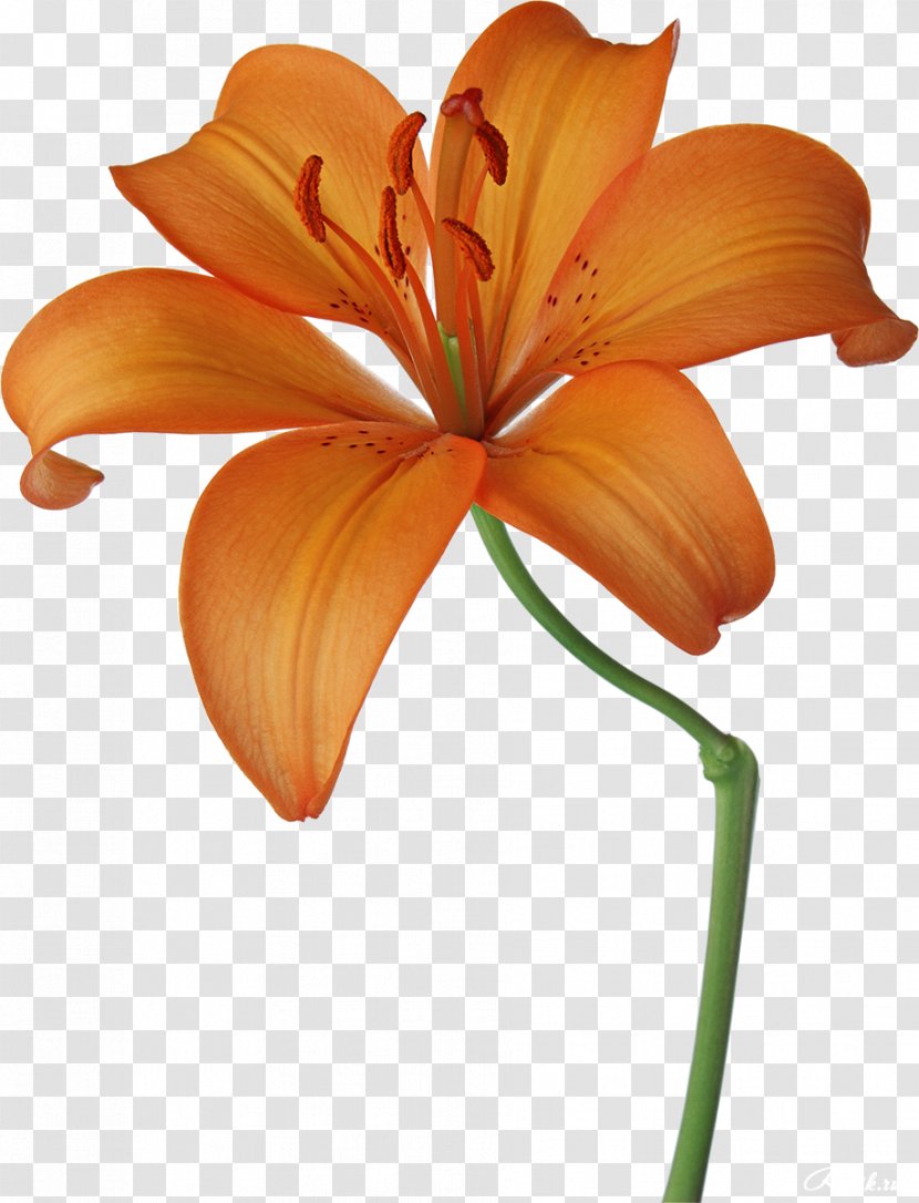 Lilium Flower Photography Clip Art - Orange - Lilly Transparent PNG