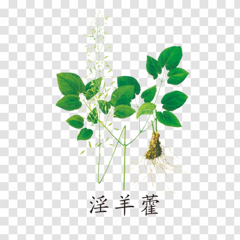 Epimedium Koreanum Herbal Icariin Extract Brevicornum - Barrenwort - Good Green Drug Transparent PNG
