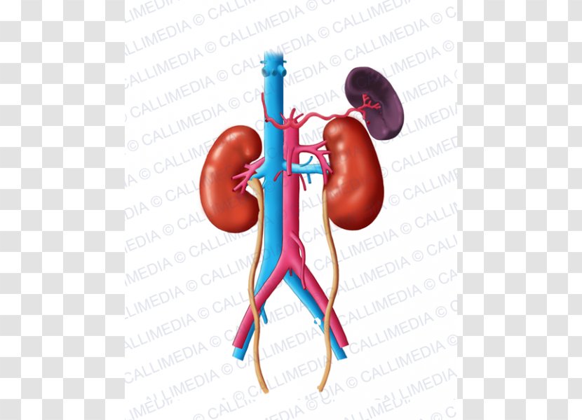 Finger Organism Endocrinology Anatomy Diabetology - Flower - Endocrine Transparent PNG