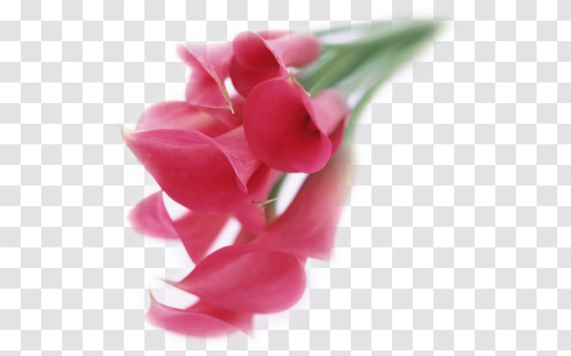 Tulip Digital Illustration Flower Bouquet - Art Transparent PNG