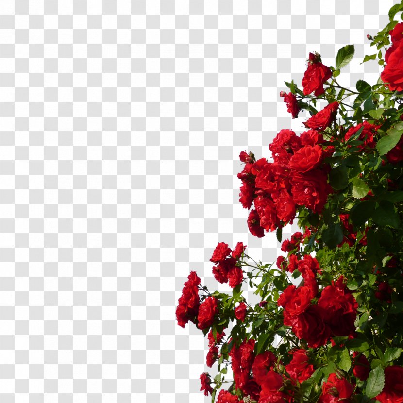 Rose Red Flower - Arranging - GARDEN Transparent PNG