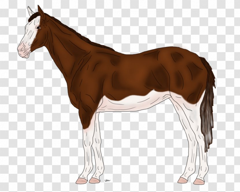 Stallion Pony Thoroughbred Mare Vector Graphics - Horse Like Mammal - Sunny Side Up Transparent PNG
