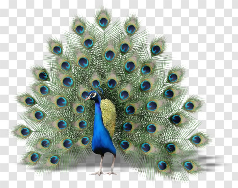 Bird Peafowl Thin Hair Thick (thinhairthick.com) Clip Art - Tail Transparent PNG