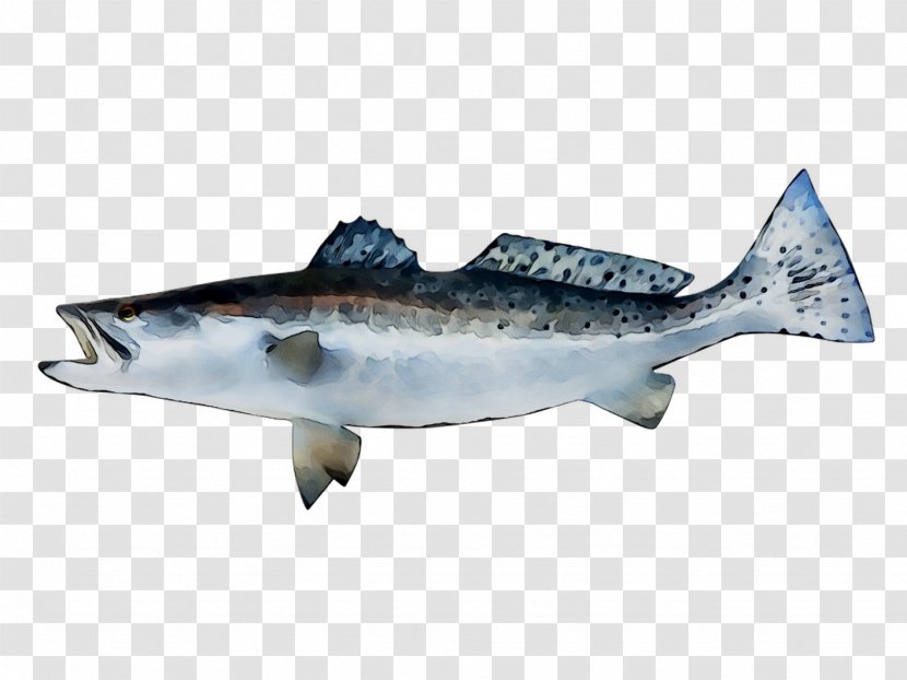 Rainbow Trout Fish Image Salmon - Atlantic Spanish Mackerel Transparent PNG