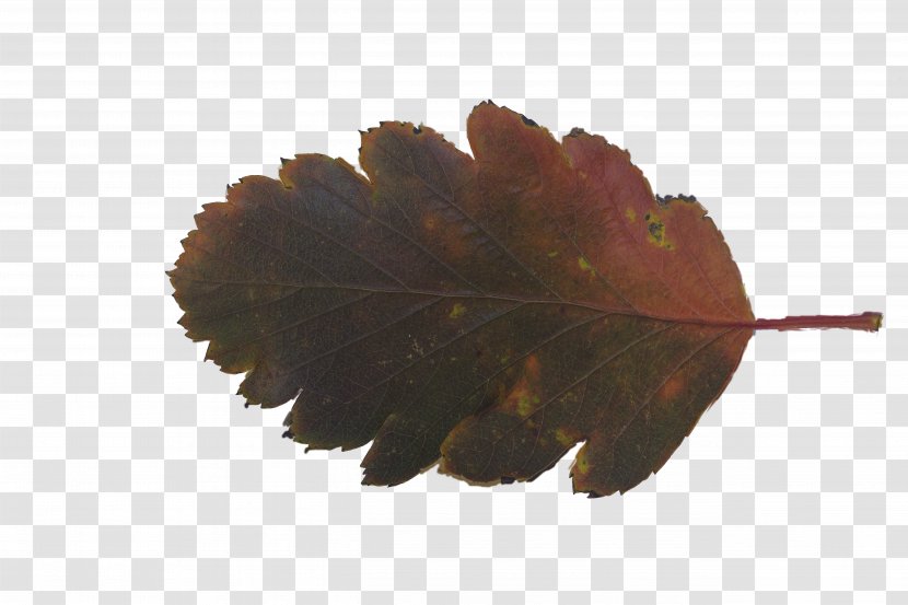 Leaf Texture Mapping Download Petal Plant Transparent PNG