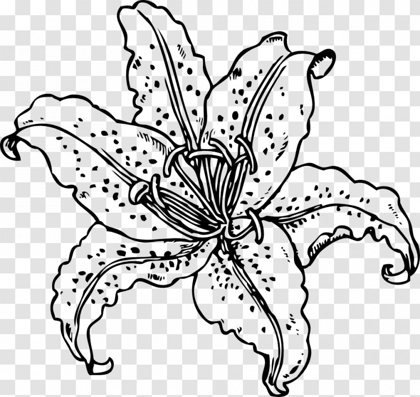 Lilium 'Stargazer' Easter Lily Tiger Clip Art - Visual Arts - Drawing Flower Transparent PNG