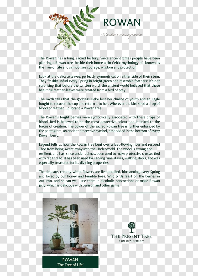 Tree Brochure - Grass Transparent PNG