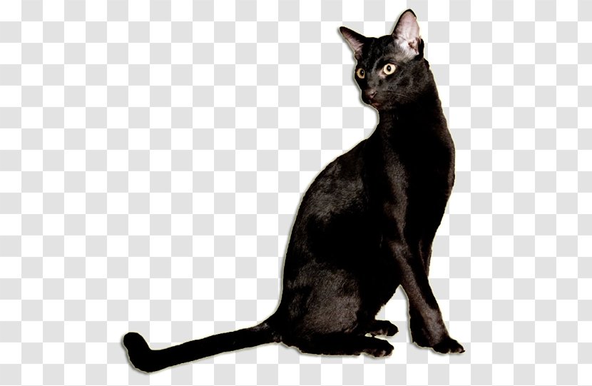 Black Cat Bombay Korat Burmese German Rex - Mammal - Family Transparent PNG