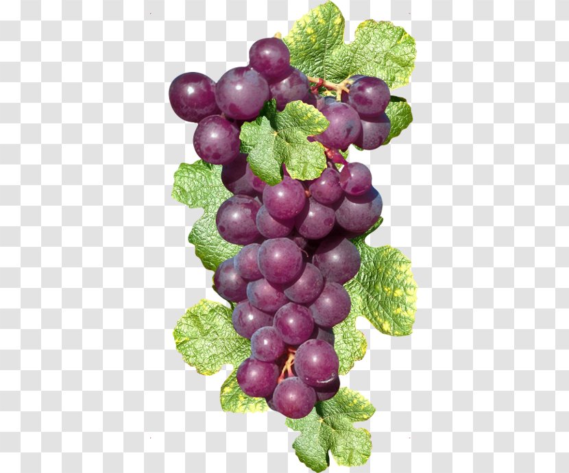 Sultana Grape Fruit - Seed Extract - Purple Cluster Transparent PNG