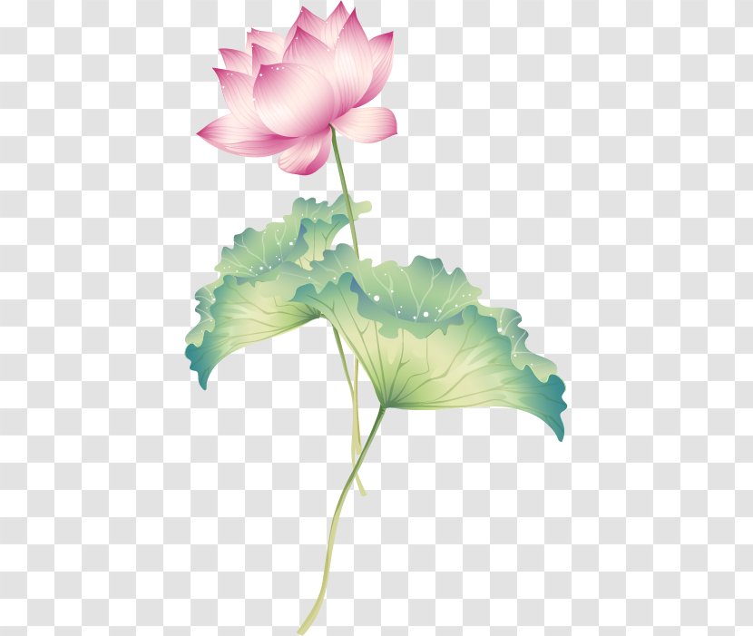 Drawing Nelumbo Nucifera Royalty-free Illustration - Cut Flowers - Beautiful And Elegant Lotus Decoration Transparent PNG