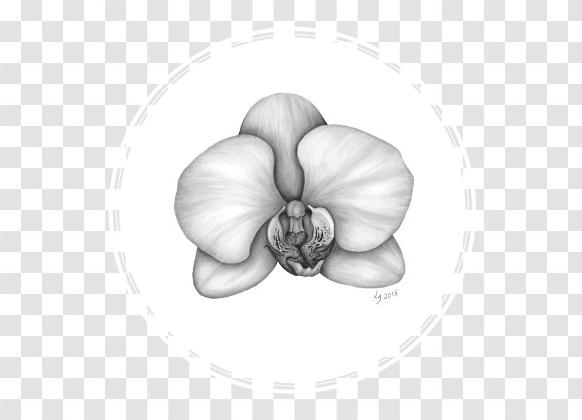 White Flowering Plant - Drawing - Orchid Transparent PNG